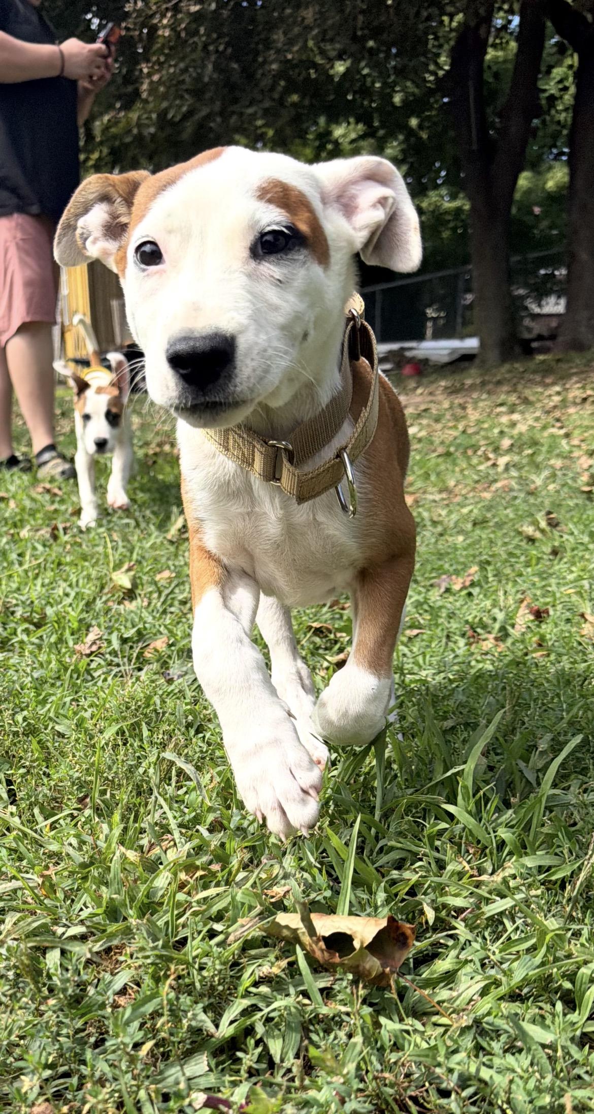 Enlarge Sandy, a Adopted Mixed Breed in Berwick, ME image 1/2
