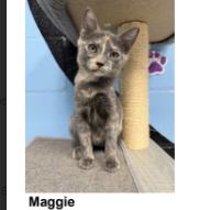 Maggie, Adoptable, Kitten Female Domestic Short Hair.