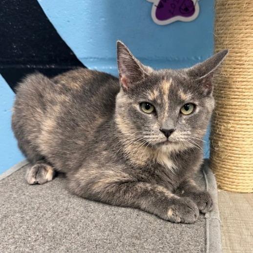 Enlarge Maggie, a Adoptable Domestic Short Hair in Tallahassee, FL image 2/2