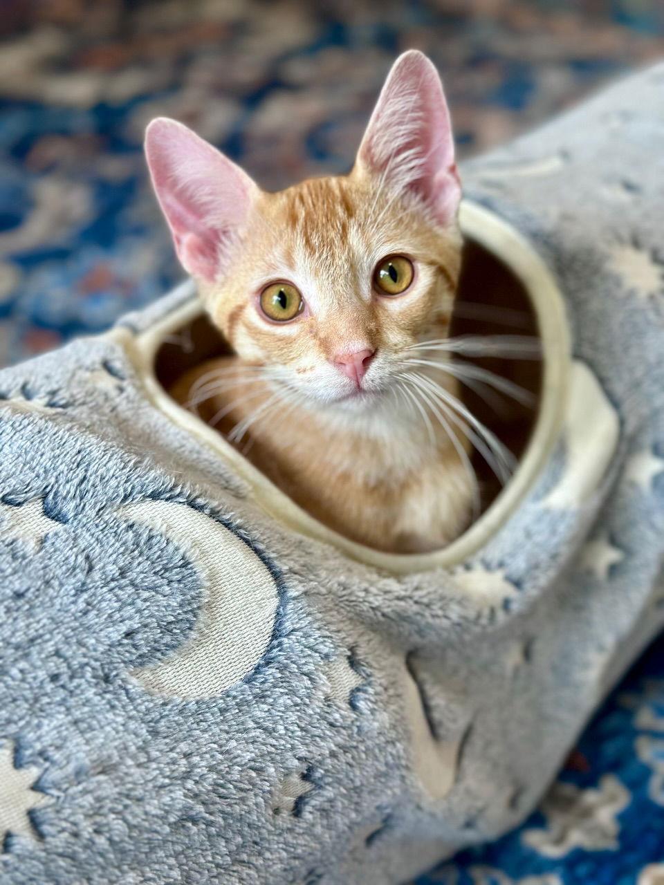 Enlarge Hibiki, a Adopted Domestic Short Hair in Prosper, TX image 1/3