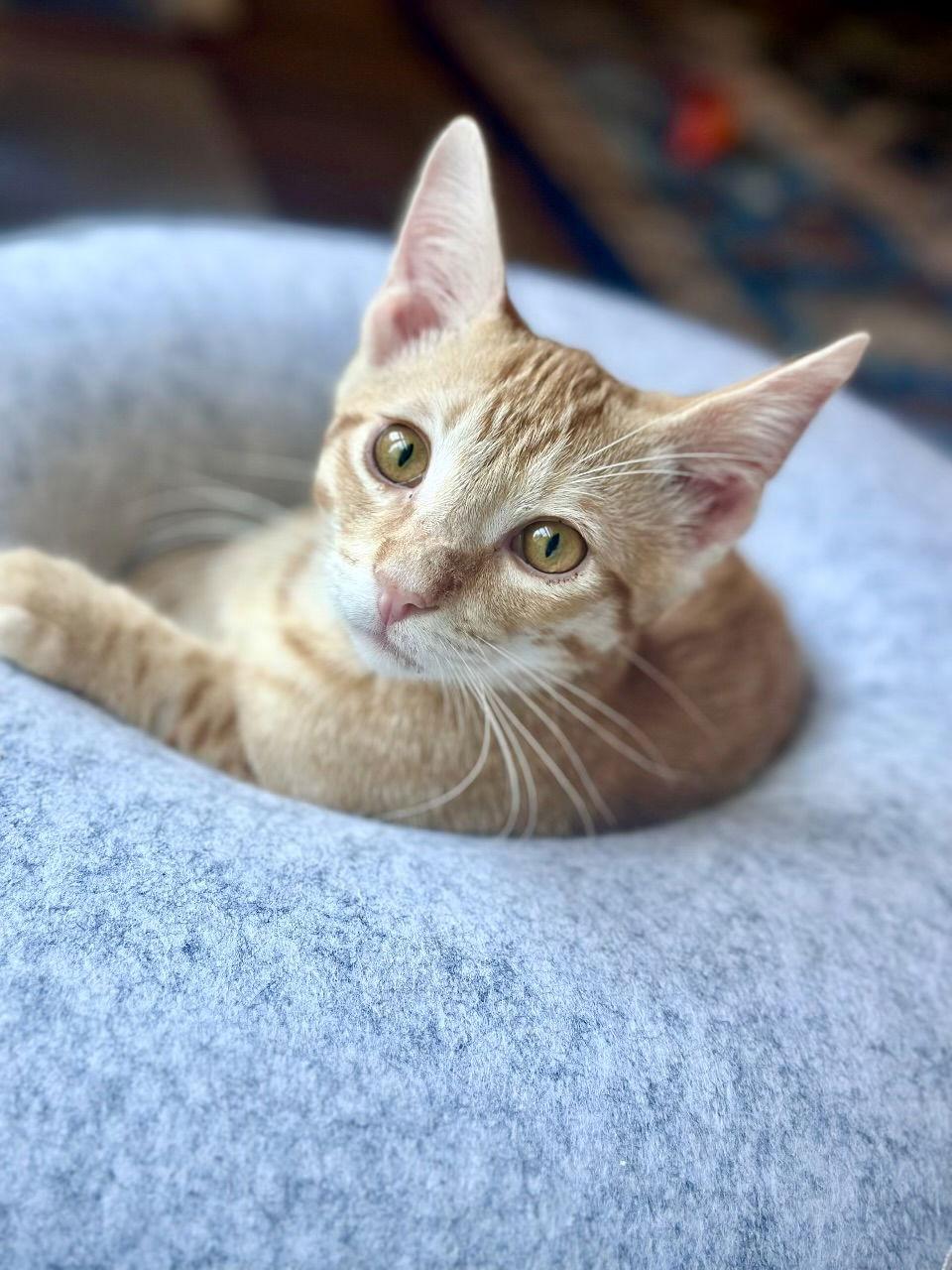 Enlarge Hibiki, a Adopted Domestic Short Hair in Prosper, TX image 3/3