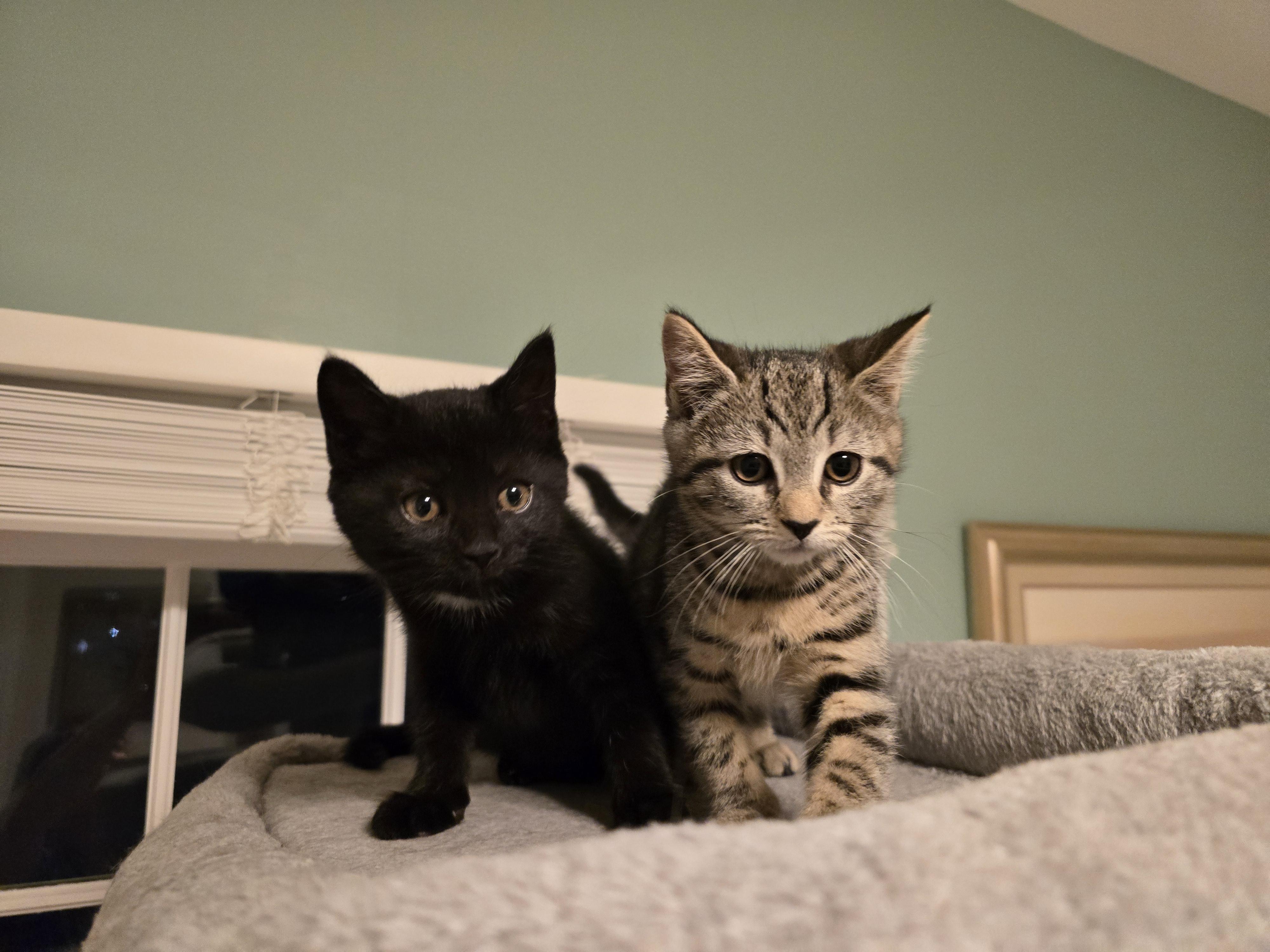 Enlarge Sabrina & Samantha Best Friends, a ADOPTABLE Domestic Short Hair in Woodbridge, NJ image 5/5