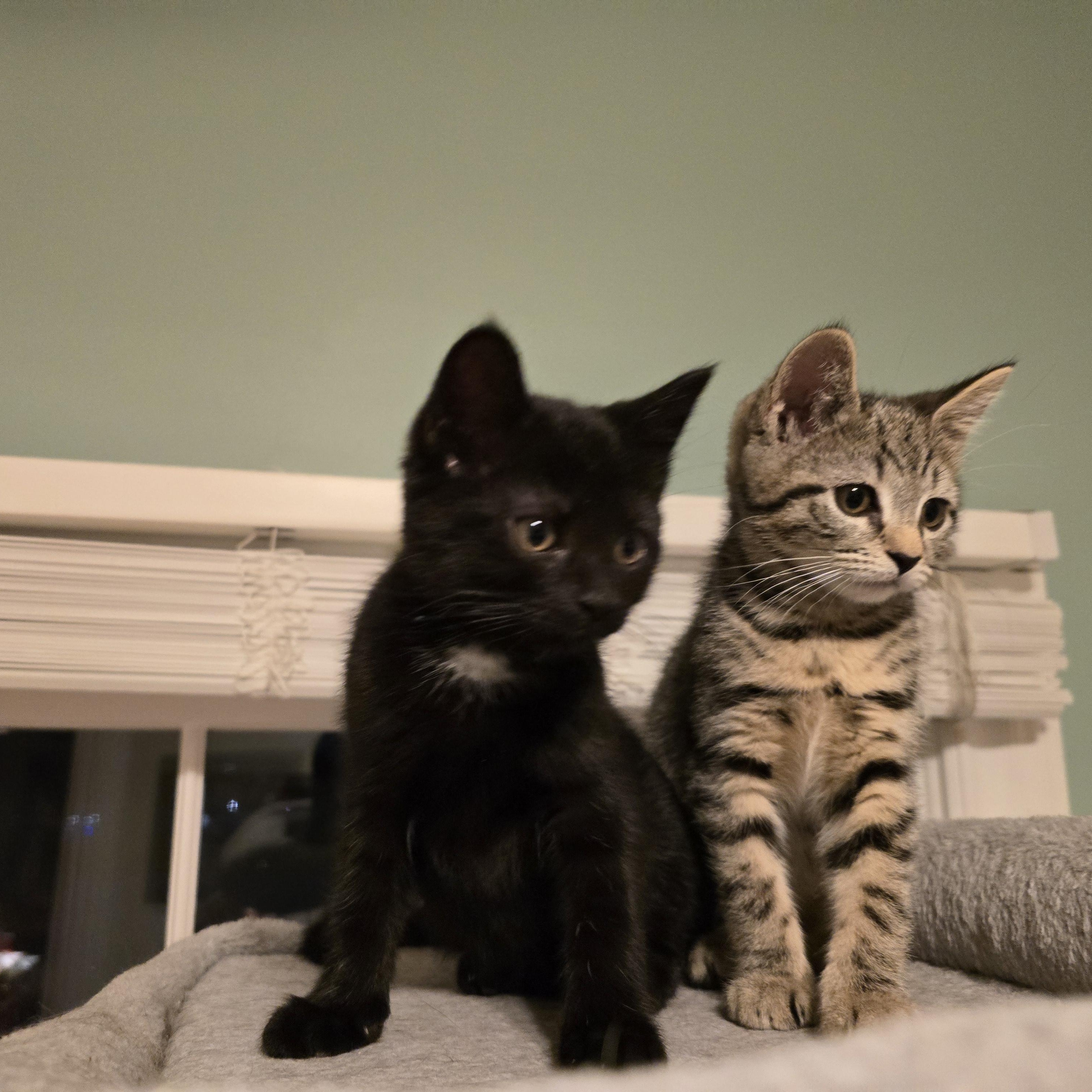 Enlarge Sabrina & Samantha Best Friends, a ADOPTABLE Domestic Short Hair in Woodbridge, NJ image 1/5