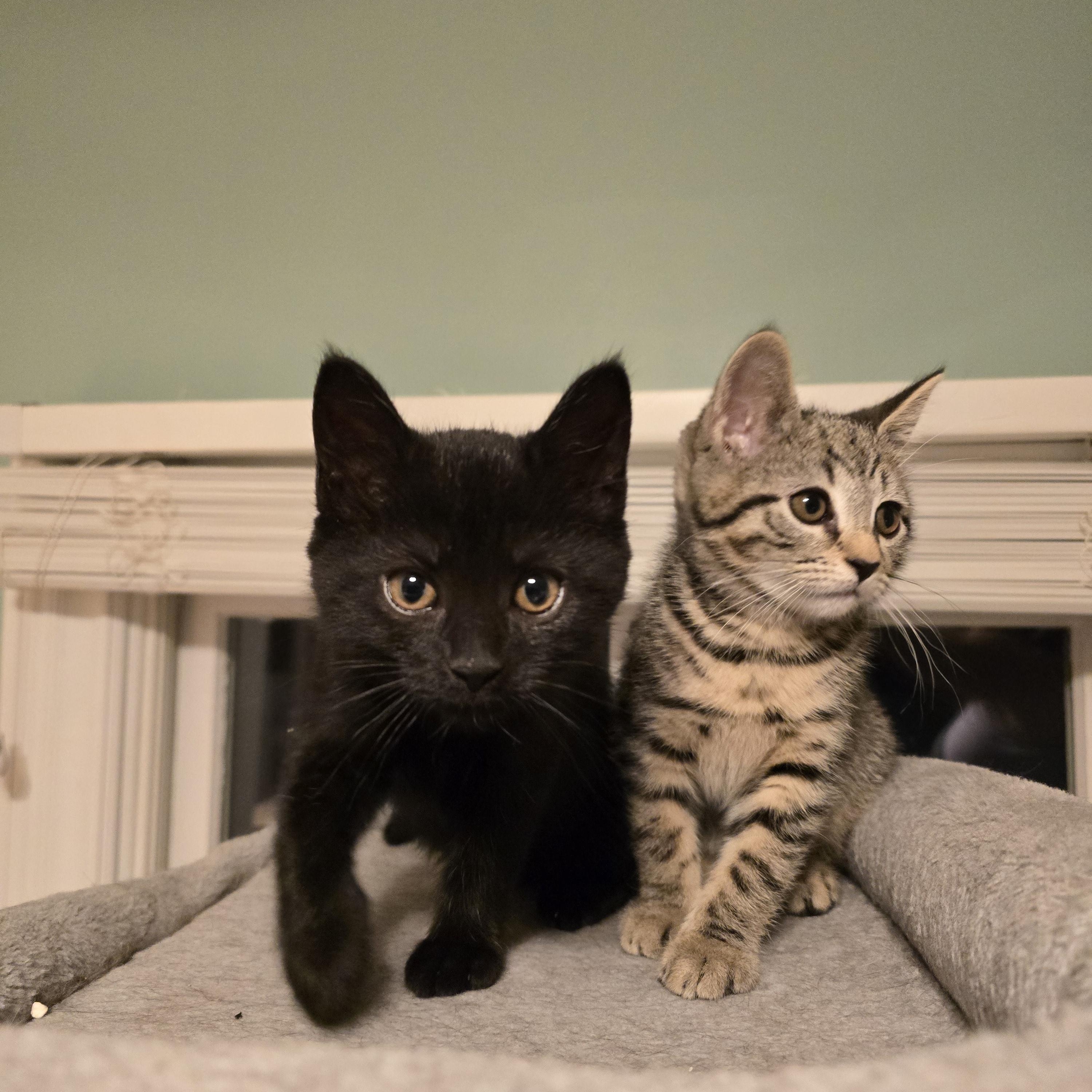 Enlarge Sabrina & Samantha Best Friends, a ADOPTABLE Domestic Short Hair in Woodbridge, NJ image 4/5