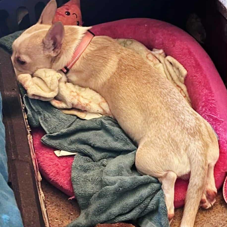 Bubba Smalls, Adoptable, Young Male Terrier & Cardigan Welsh Corgi.