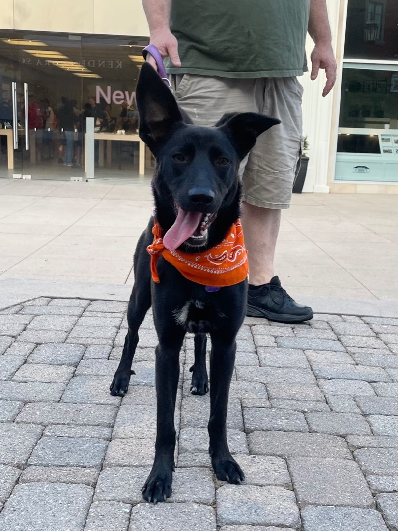 Winnipeg, a Adopted mixed breed in MADISON, AL image 1/6