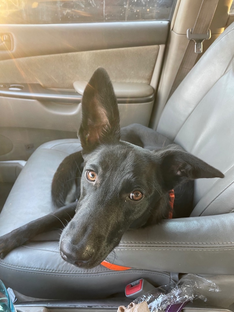 Winnipeg, a Adopted mixed breed in MADISON, AL image 2/6