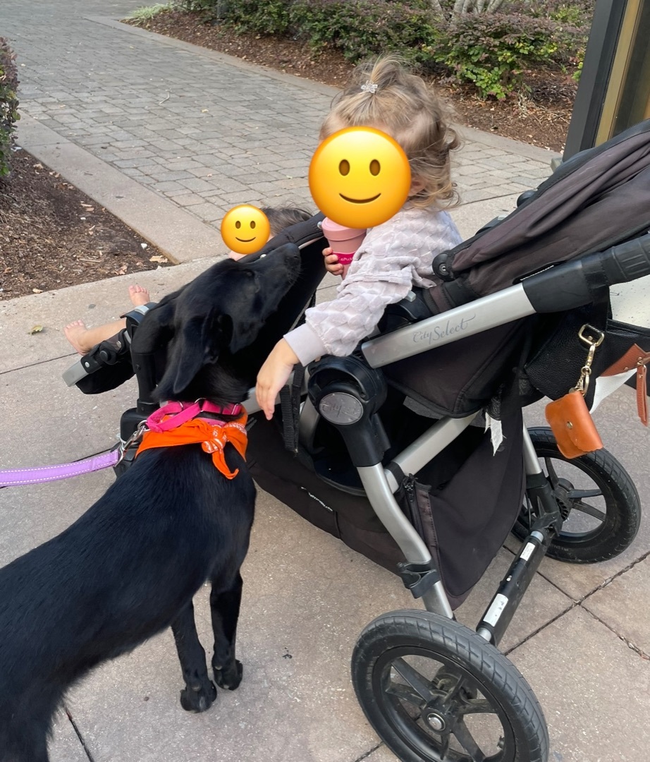 Winnipeg, a Adopted mixed breed in MADISON, AL image 4/6