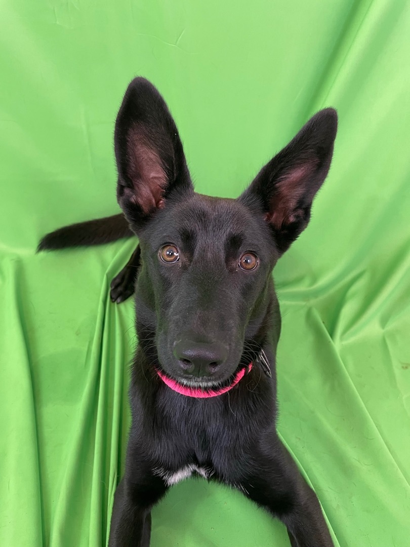 Winnipeg, a Adopted mixed breed in MADISON, AL image 5/6