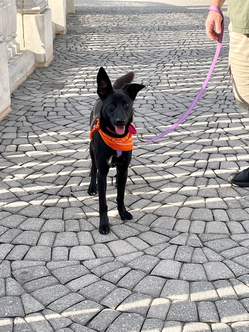 Winnipeg, a Adopted mixed breed in MADISON, AL image 6/6