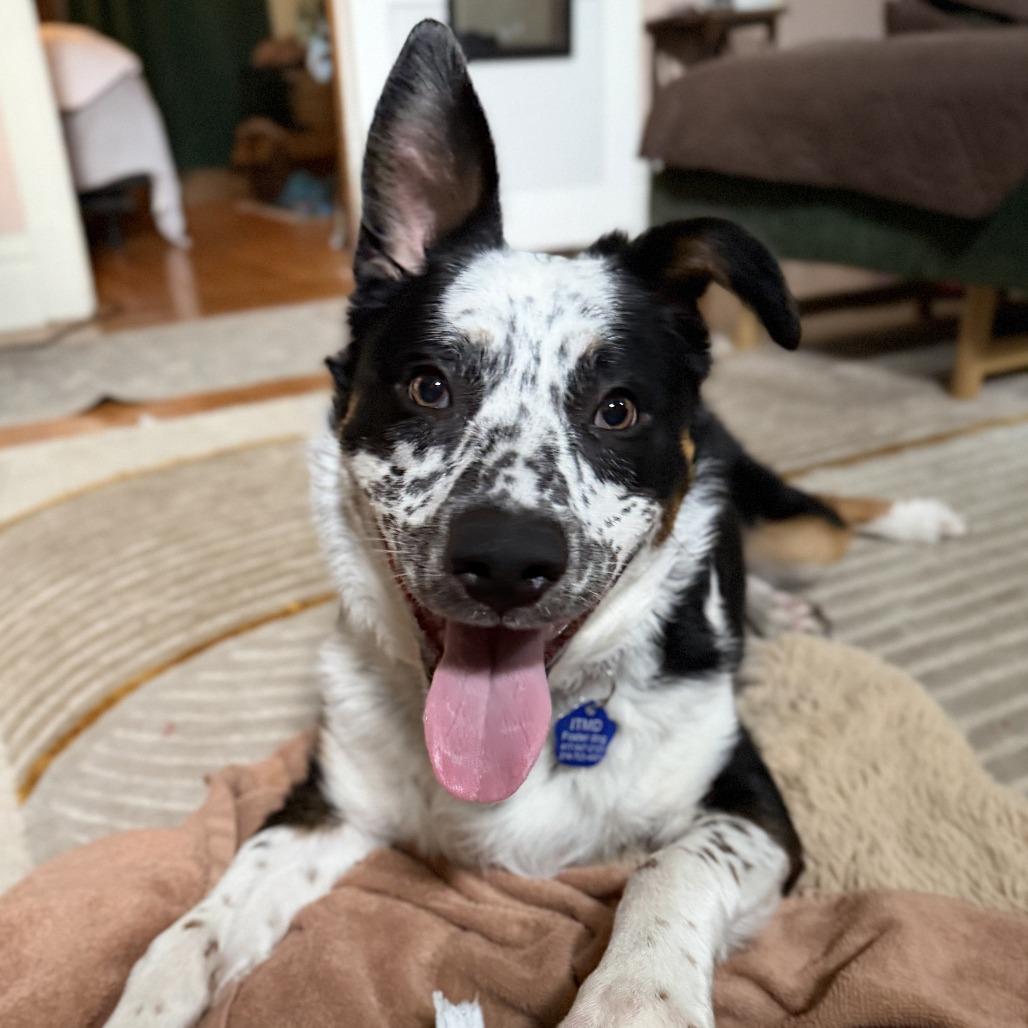 Odie (Gunner), Adoptable, Young Male Australian Cattle Dog / Blue Heeler & Mixed Breed.
