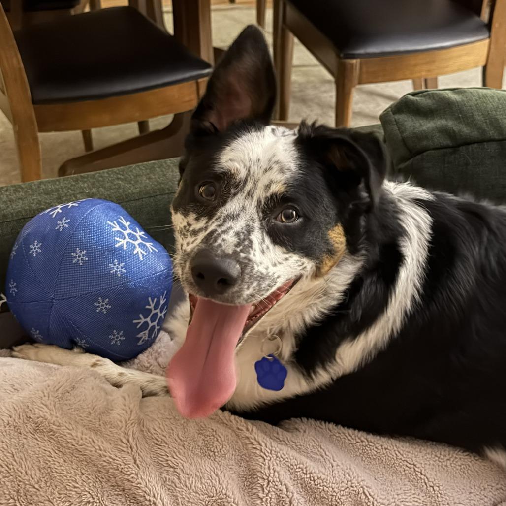 Enlarge Odie (Gunner), a Adoptable mixed breed in Festus, MO image 2/4