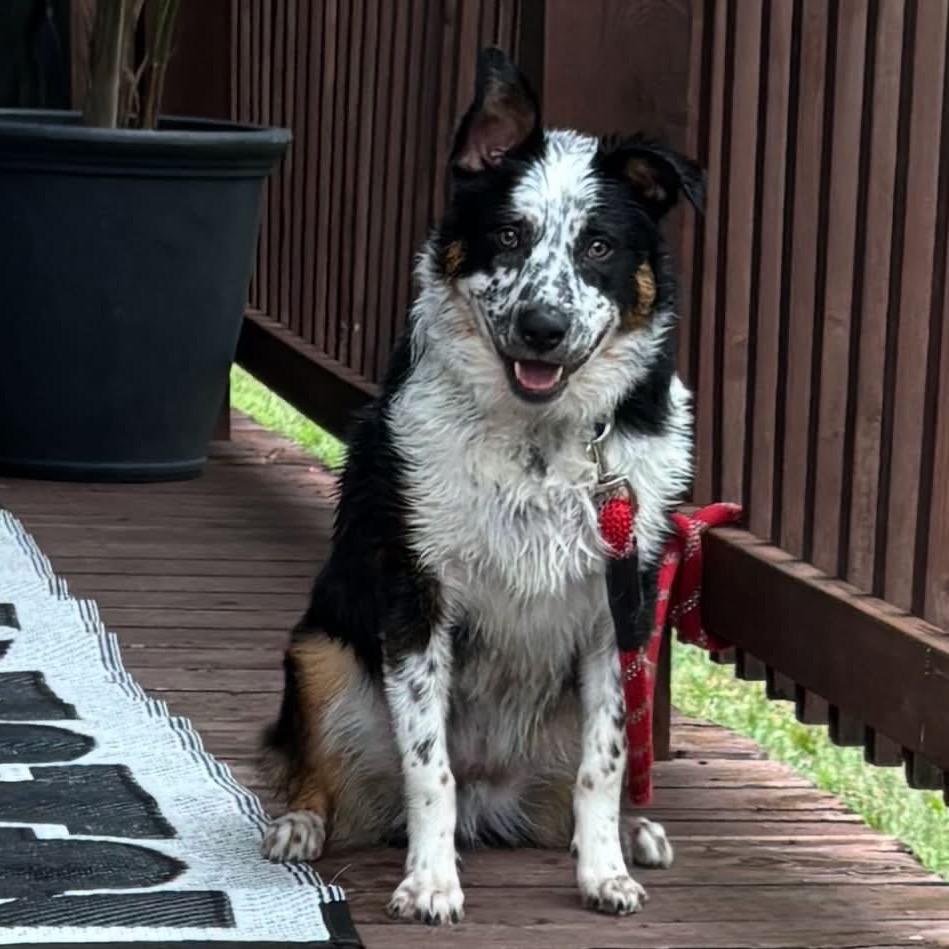 Enlarge Odie (Gunner), a Adoptable mixed breed in Festus, MO image 3/4