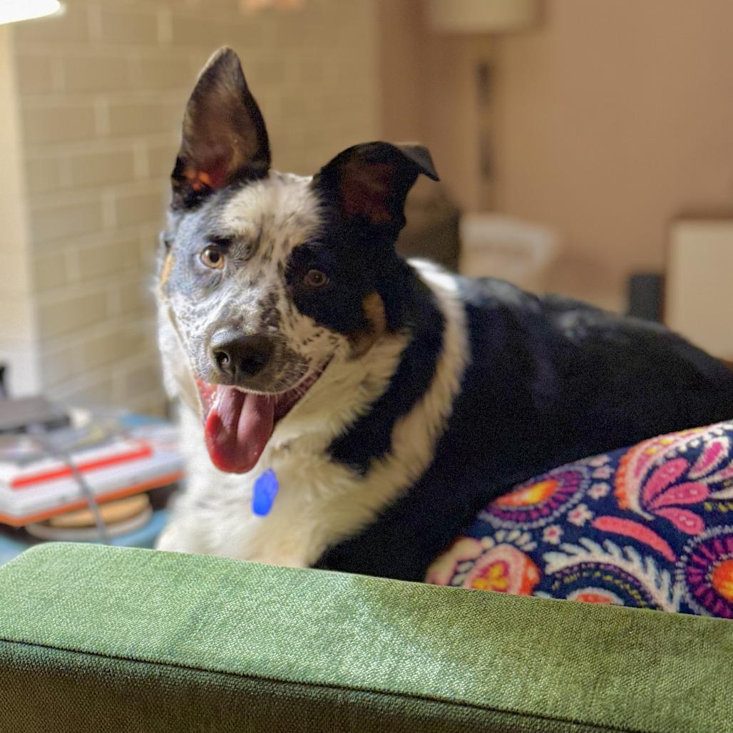 Enlarge Odie (Gunner), a Adoptable mixed breed in Festus, MO image 4/4