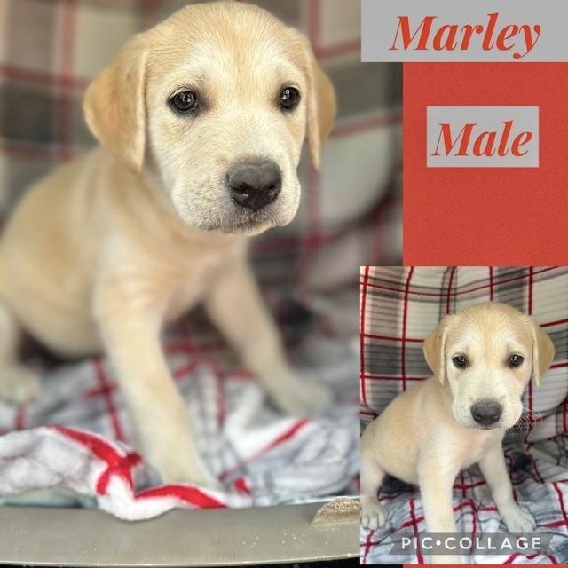 Enlarge Marley, an adopted Labrador Retriever in Manchester, CT image 1/1