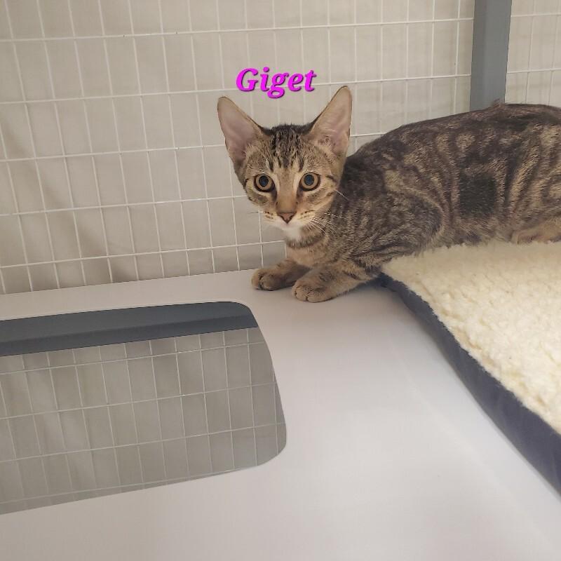 Enlarge Lily (Gidget), a Adoptable Domestic Short Hair in Diamond Springs, CA image 1/3