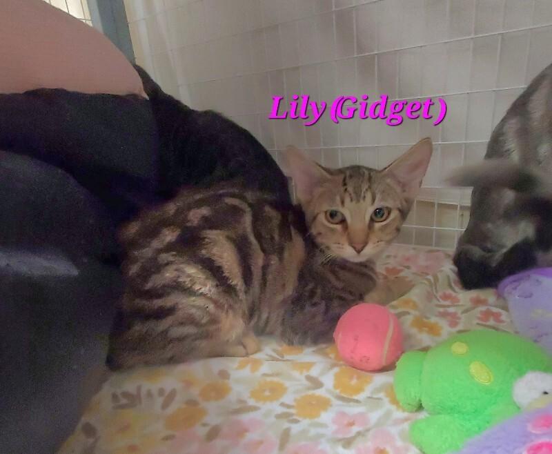 Enlarge Lily (Gidget), a Adoptable Domestic Short Hair in Diamond Springs, CA image 2/3