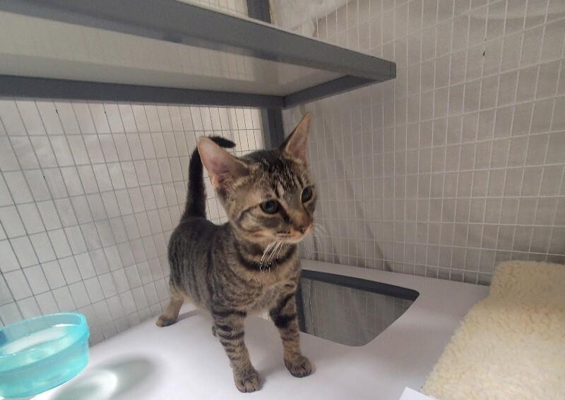 Enlarge Lily (Gidget), a Adoptable Domestic Short Hair in Diamond Springs, CA image 3/3