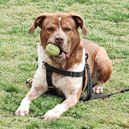 Enlarge Thano, a Adoptable Pointer in Cape May Court House, NJ image 4/6