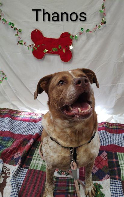 Enlarge Thano, a Adoptable Pointer in Cape May Court House, NJ image 1/6