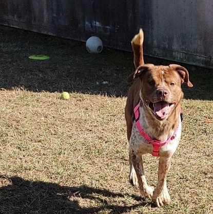 Enlarge Thano, a Adoptable Pointer in Cape May Court House, NJ image 6/6