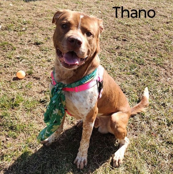 Thano, Adult Male Pointer