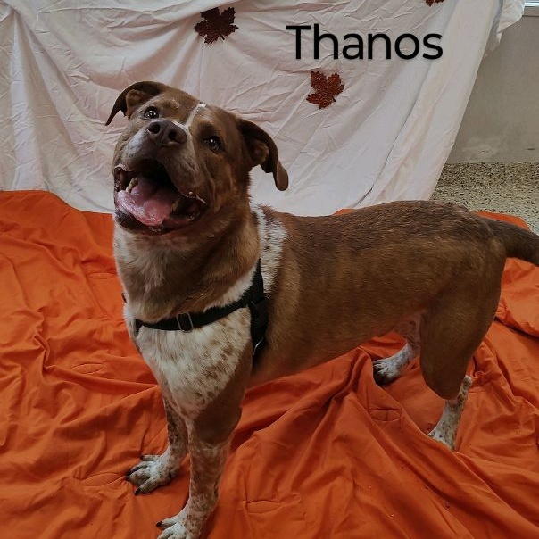 Thano