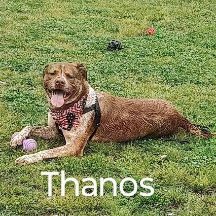 Enlarge Thano, a Adoptable Pointer in Cape May Court House, NJ image 5/6