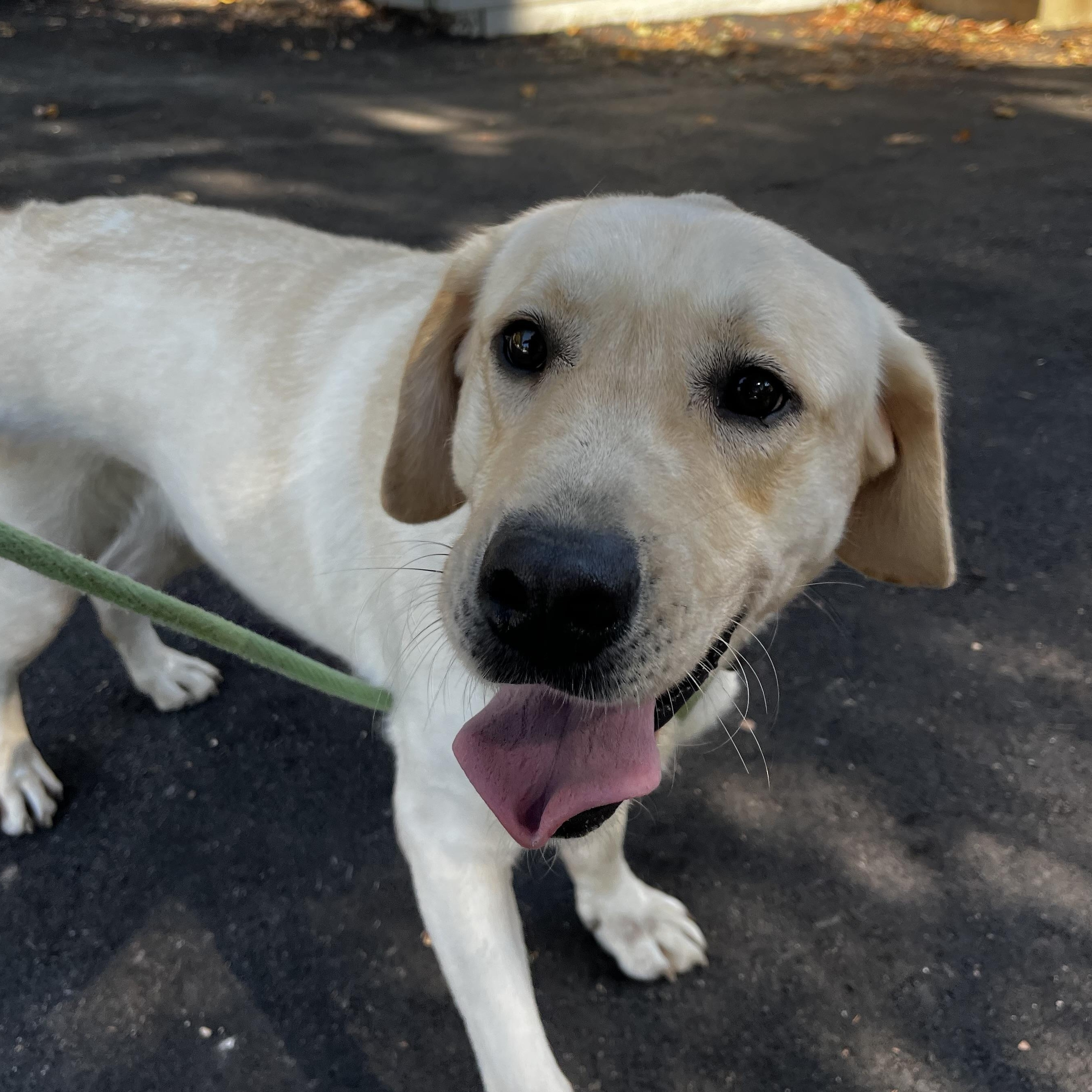 Enlarge Jake, a Adoptable Yellow Labrador Retriever in House Springs, MO image 2/2