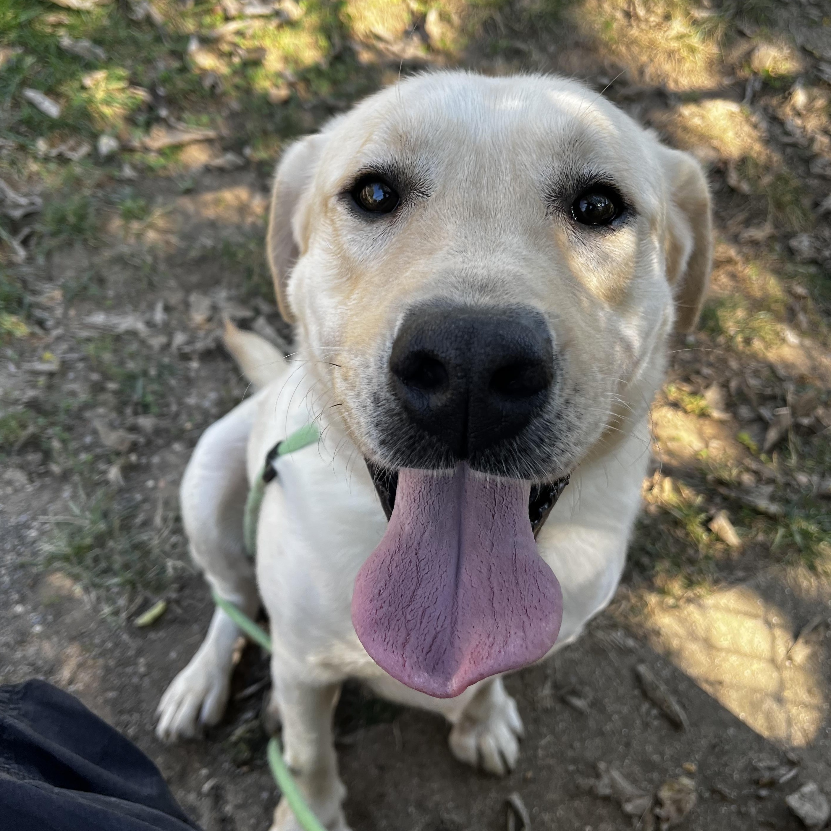 Enlarge Jake, a Adoptable Yellow Labrador Retriever in House Springs, MO image 1/2