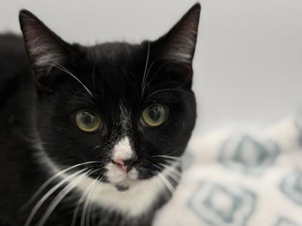 Jameson, Adoptable, Young Male Domestic Short Hair.