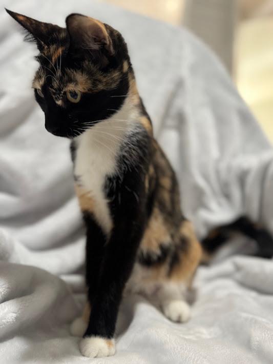 Zilla ***Bonded with Scarla - Located in Vancouver, WA***