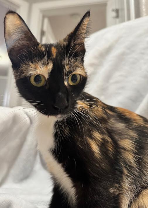 Zilla ***Bonded with Scarla - Located in Vancouver, WA***