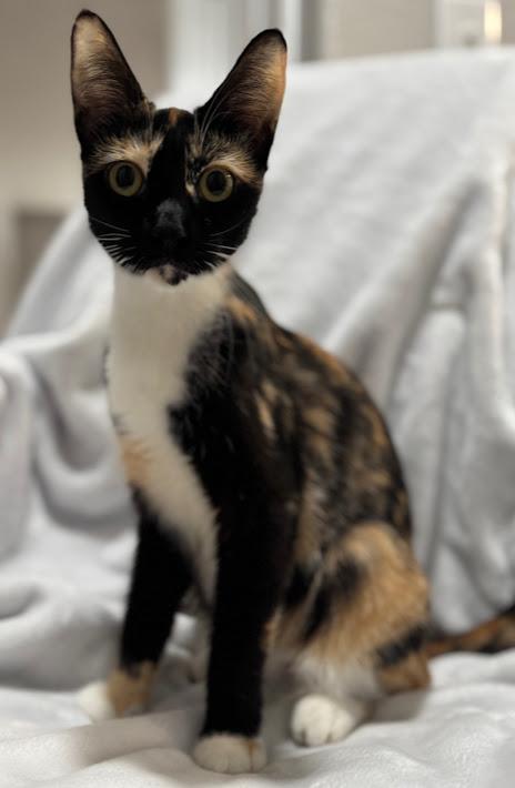 Zilla ***Bonded with Scarla - Located in Vancouver, WA***