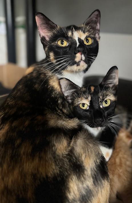 Zilla ***Bonded with Scarla - Located in Vancouver, WA***