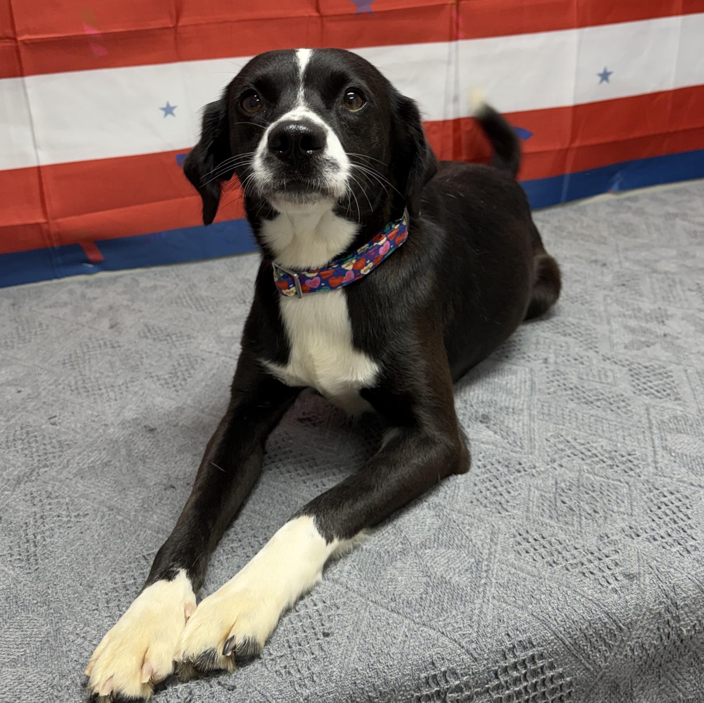 Jemmie, ADOPTABLE, Adult Female Mixed Breed.