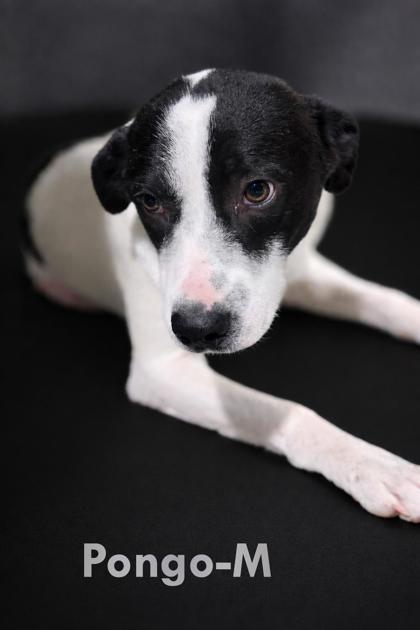 Pongo, Adoptable, Adult Male Mixed Breed & Mixed Breed.