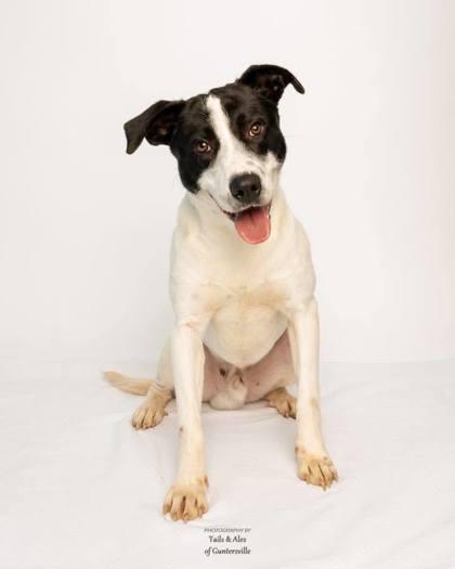 Pongo, Adoptable, Adult Male Mixed Breed & Mixed Breed.