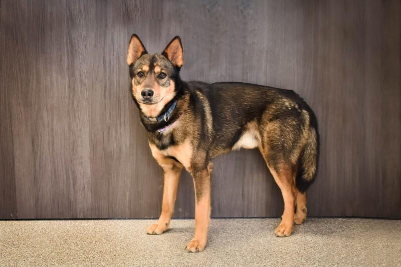 Blitz, Adoptable, Young Male German Shepherd Dog & Husky.