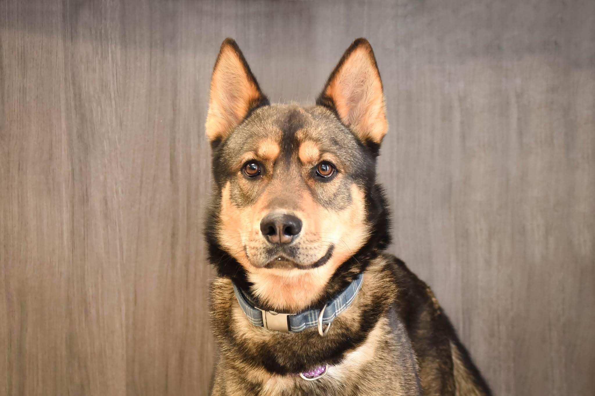 Enlarge Blitz, a Adoptable mixed breed in Georgetown, OH image 3/3