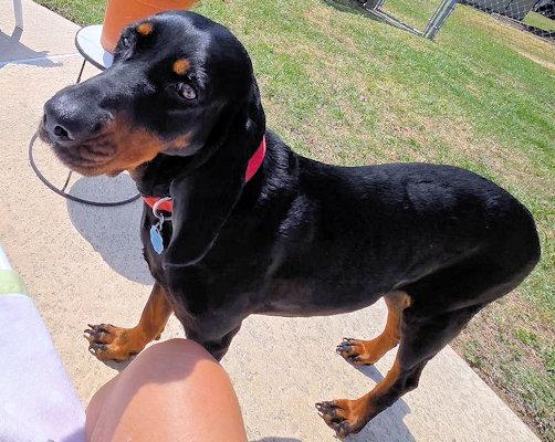 Enlarge Dotti (GA), a ADOPTABLE Black and Tan Coonhound in Tybee Island, GA image 4/5