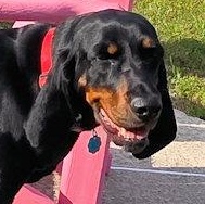Enlarge Dotti (GA), a ADOPTABLE Black and Tan Coonhound in Tybee Island, GA image 2/5