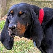 Enlarge Dotti (GA), a ADOPTABLE Black and Tan Coonhound in Tybee Island, GA image 1/5