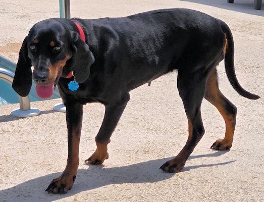 Enlarge Dotti (GA), a ADOPTABLE Black and Tan Coonhound in Tybee Island, GA image 3/5
