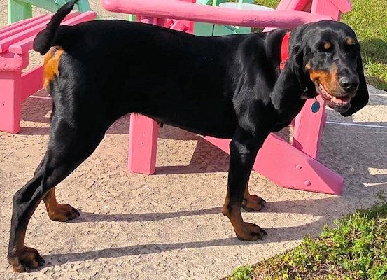 Enlarge Dotti (GA), a ADOPTABLE Black and Tan Coonhound in Tybee Island, GA image 5/5