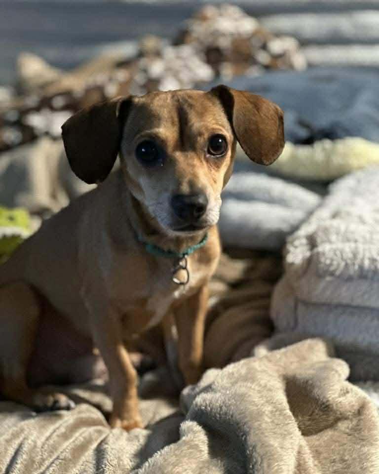 Enlarge Alex, an adopted mixed breed in Battle Ground, WA image 1/3