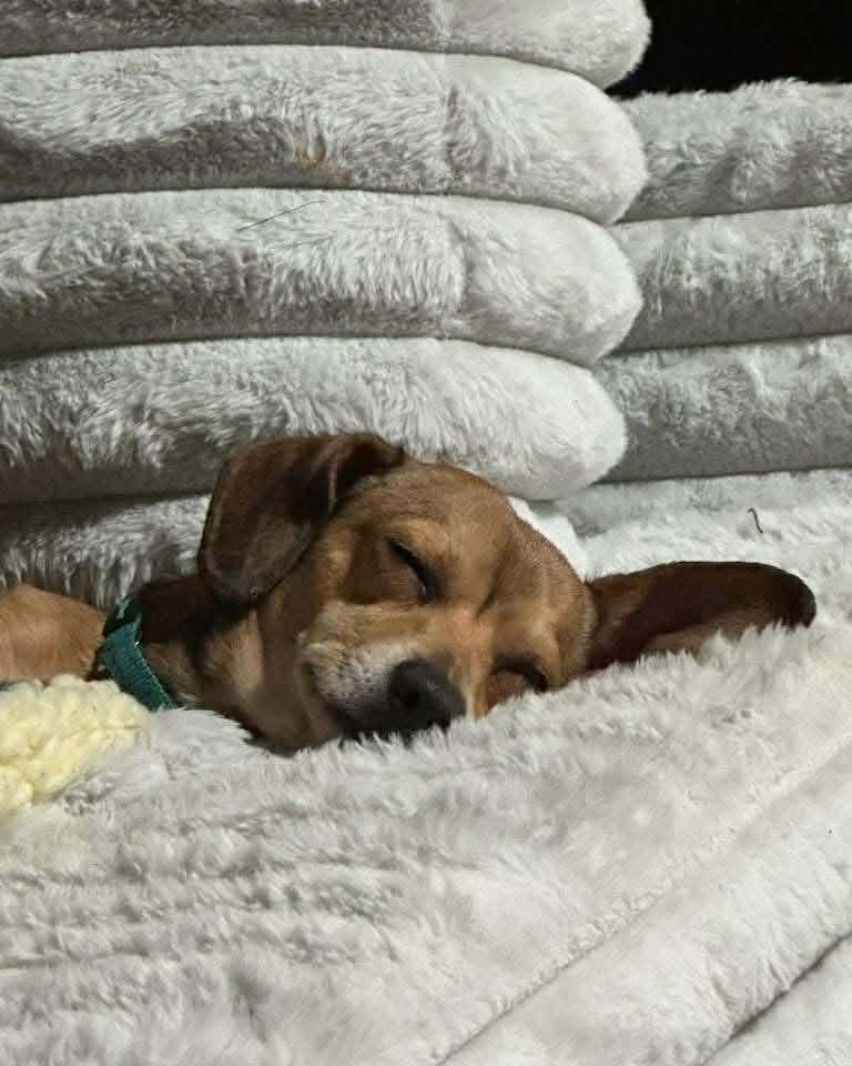 Enlarge Alex, an adopted mixed breed in Battle Ground, WA image 2/3