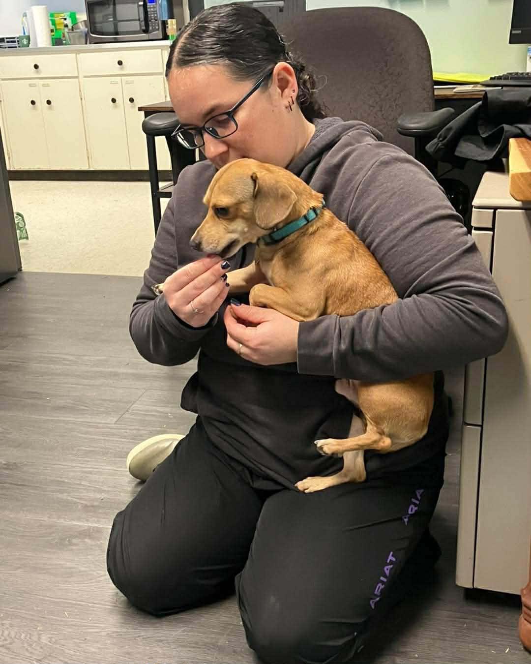 Enlarge Alex, an adopted mixed breed in Battle Ground, WA image 3/3