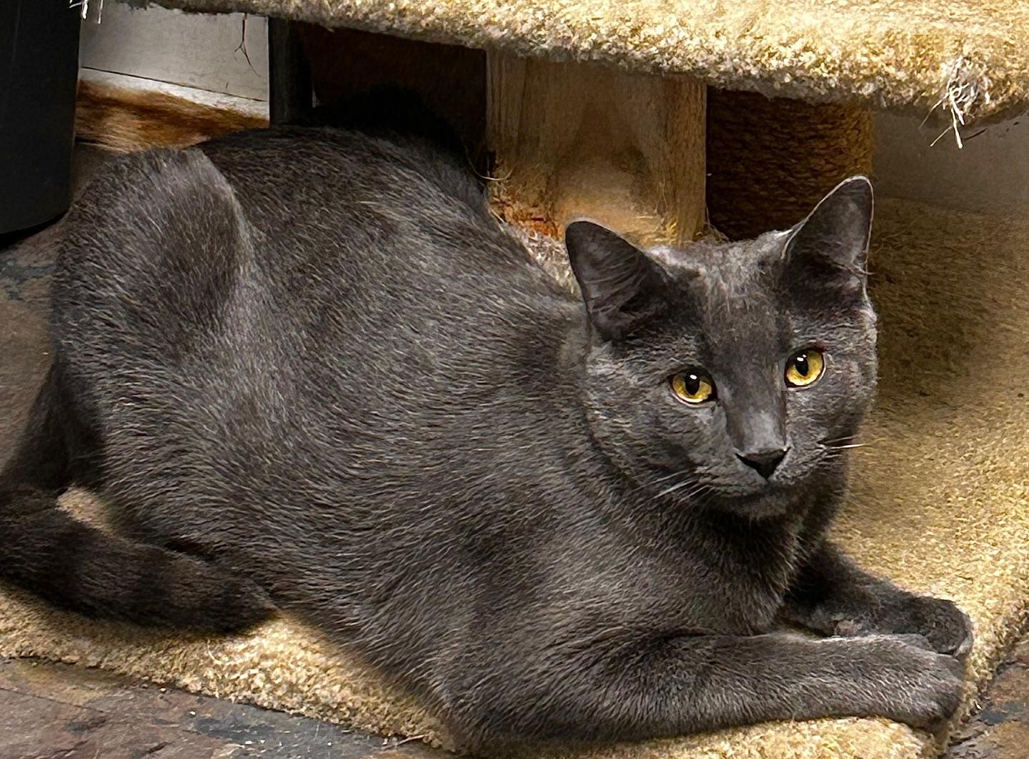 Ash, Adoptable, Adult Male Domestic Short Hair.