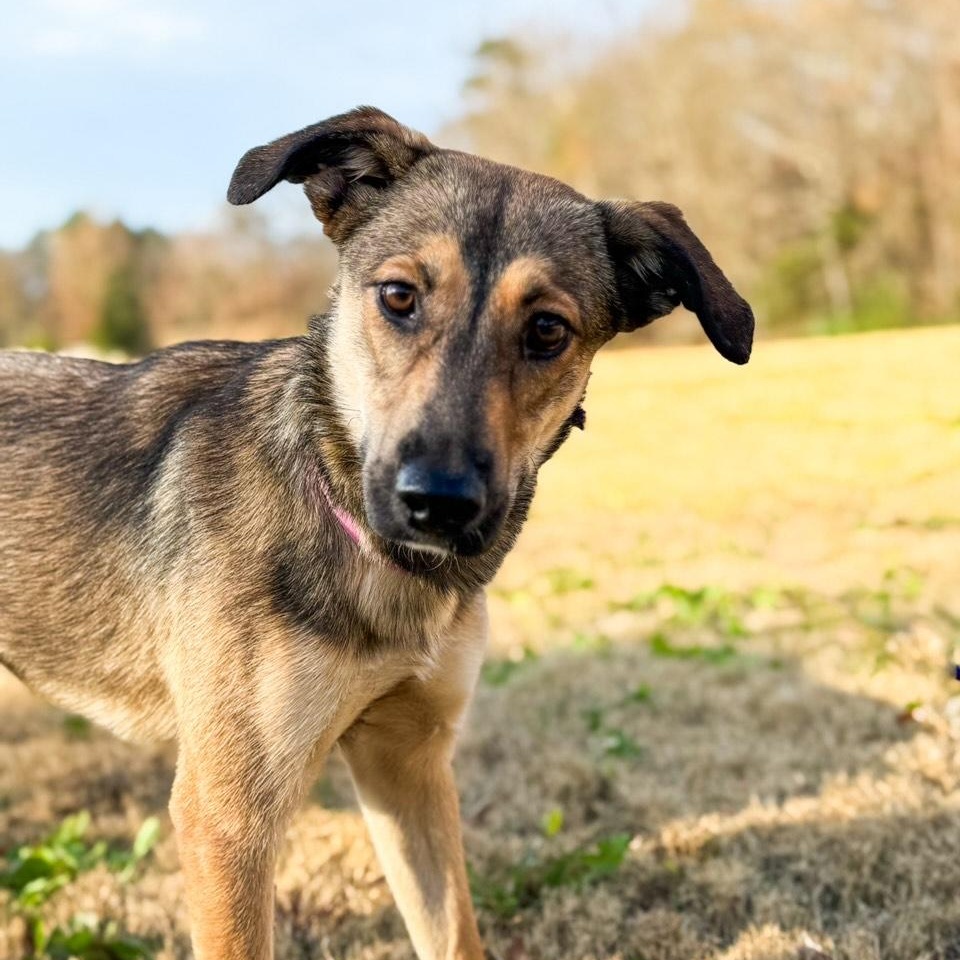 Bear, adoptable, Young Female Mixed Breed.